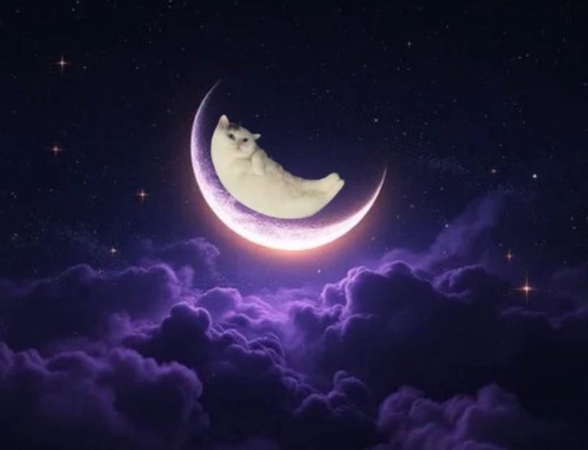 Cat on the moon